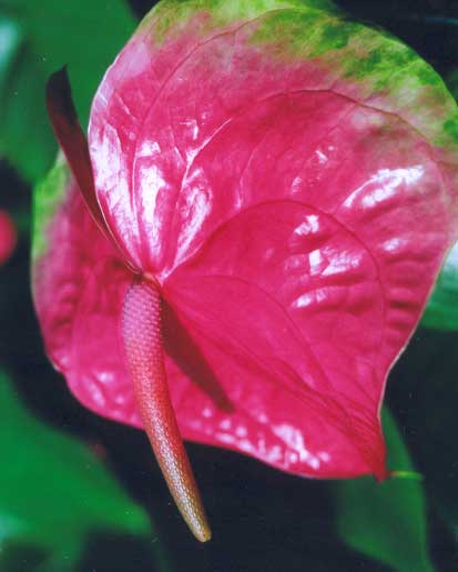 Anthurium Andreanum  <br />
					Antúrio Monet  <br />
  					Ano Inteiro / All Year 