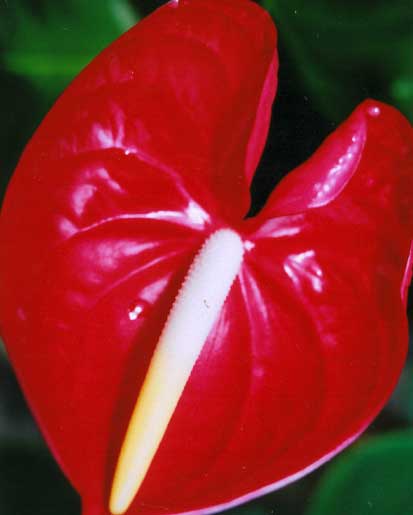 Anthurium Andreanum  <br />
					Antúrio Fire  <br />
  					Ano Inteiro / All Year