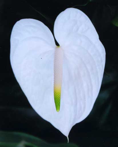 Anthurium Andreanum  <br />
					Antúrio Angel  <br />
  					Ano Inteiro / All Year