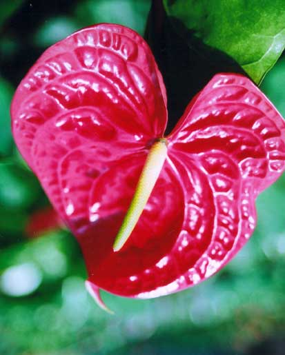 Anthurium Andreanum  <br />
					Antúrio Calisto  <br />
  					Ano Inteiro / All Year