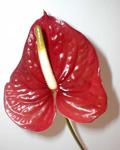 Anthurium Andreanum  <br />
					Antúrio Chocolate  <br />
  					Ano Inteiro / All Year