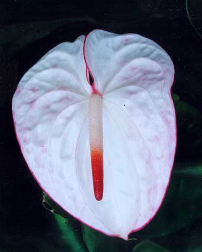 Anthurium Andreanum  <br />
					Antúrio Carnaval  <br />
  					Ano Inteiro / All Year