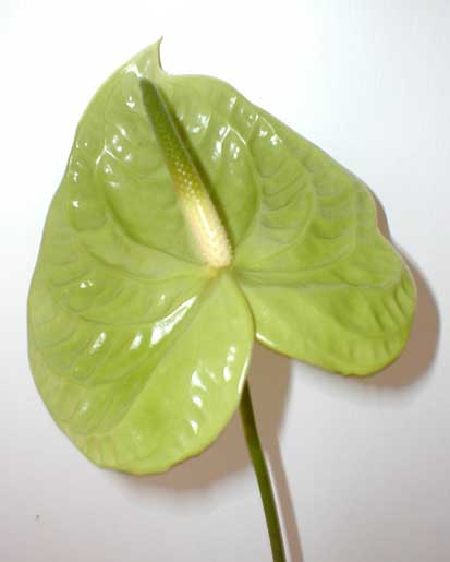 Anthurium Andreanum  <br />
					Antúrio Verde  <br />
  					Ano Inteiro / All Year