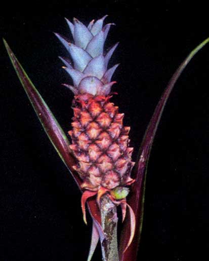 Ananas Lucidum <br />
					Ananás <br />
  					Ano Inteiro / All Year