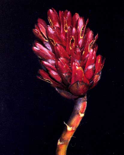 Costus Speciosus <br />
					Costus <br />
  					Ano Inteiro / All Year