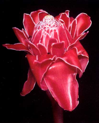 Etlingera Elatior <br />
					Bastão Vermelho / Red Torch Ginger <br />
  					Ano Inteiro / All Year