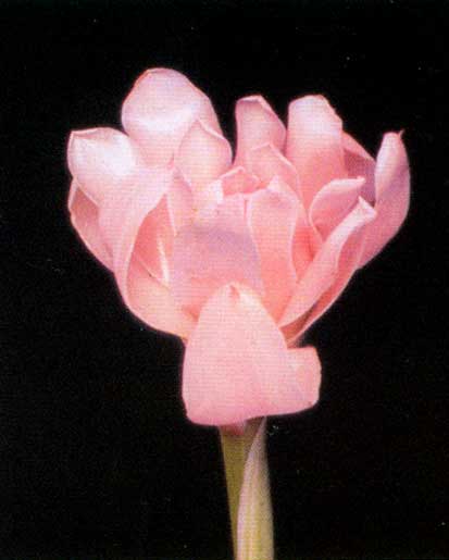 Etlingera Elatior <br />
					Bastão porcelana / Pink Porcelain <br />
  					Ano Inteiro / All Year