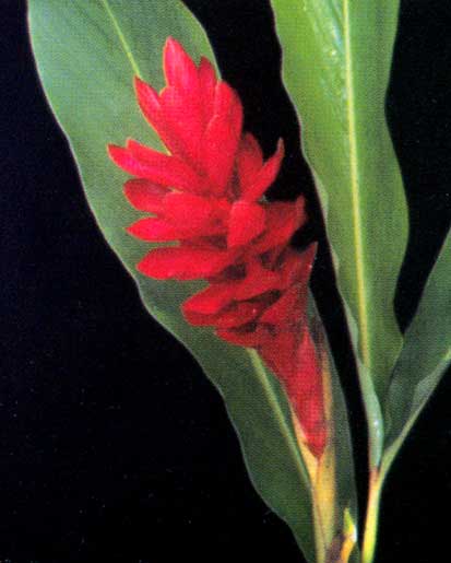 Alpinia Purpurata <br />
					Red Panamá <br />
  					Ano Inteiro / All Year