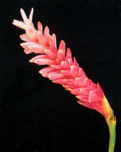 Alpinia Purpurata <br />
					Rose Panamá <br />
  					Ano Inteiro / All Year