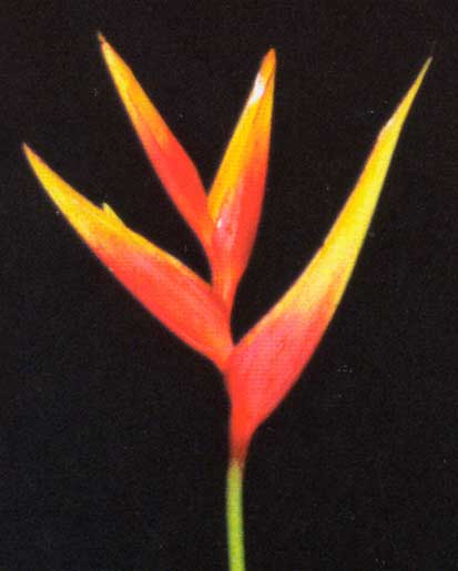 Heliconia Psittacorum xH.spathocircinata cv Allan Carle <br />
					Allan Carle <br />
  					Ano Inteiro / All Year