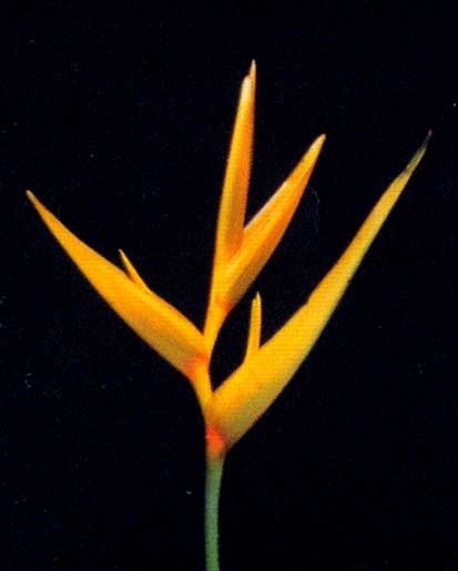 Heliconia Psittacorum xH.sphathocirnata cv Golden Torch Adrian <br />
					Golden Torch Adrian <br />
  					Ano Inteiro / All Year