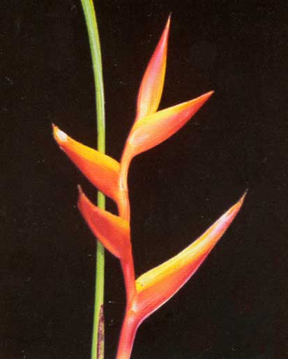 Heliconia Psittacorum xH.sphathocirnata cv Red Opal <br />
					Red Opal <br />
  					Ano Inteiro / All Year