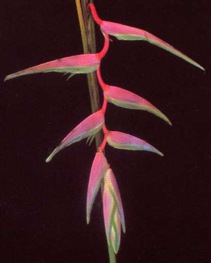 Heliconia Chartacea cv Sexy Pink <br />
					Sexy Pink <br />
  					Ano Inteiro / All Year