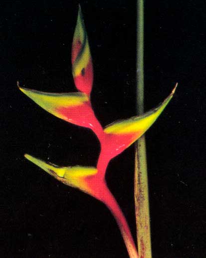 Heliconia Bihai cv Nappi <br />
					Nappi <br />
  					Ano Inteiro / All Year