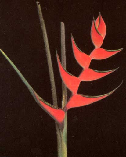 Heliconia Orthotricha cv She <br />
					She <br />
  					Ano Inteiro / All Year