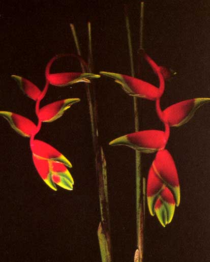 Heliconia Rostrata <br />
					Rostrata <br />
  					Ano Inteiro / All Year