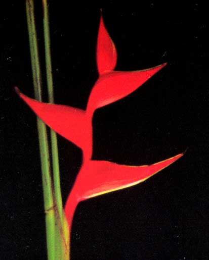 Heliconia Stricta cv Fire Bird <br />
					Fire Bird <br />
  					Janeiro a outubro / january to october