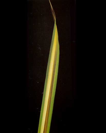 Pândanus Sp <br />
				Pândano Variegata / Pandanus Leaf <br />
  					Ano Inteiro / All Year