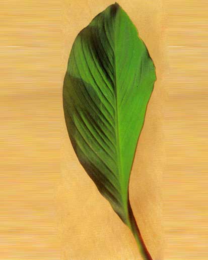 Spathyphilum Sp <br />
					Bandeira Branca / Spathyphilum Leaf <br />
  					Ano Inteiro / All Year