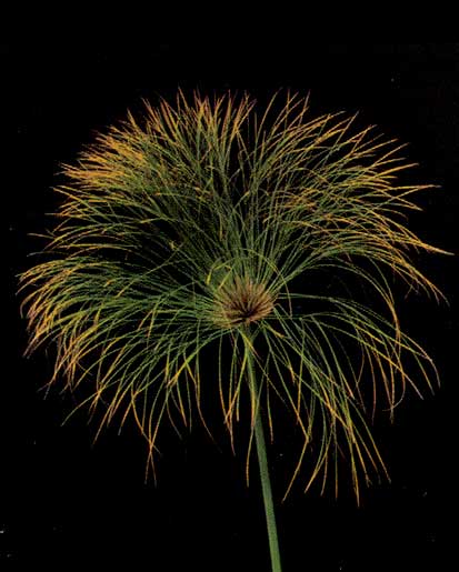 Cyperus Parirus <br />
					Papiro Real <br />
  					Ano Inteiro / All Year