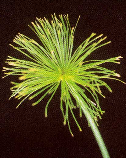 Cyperus Haspan Viviparus <br />
					Mini-Papiro <br />
  					Ano Inteiro / All Year