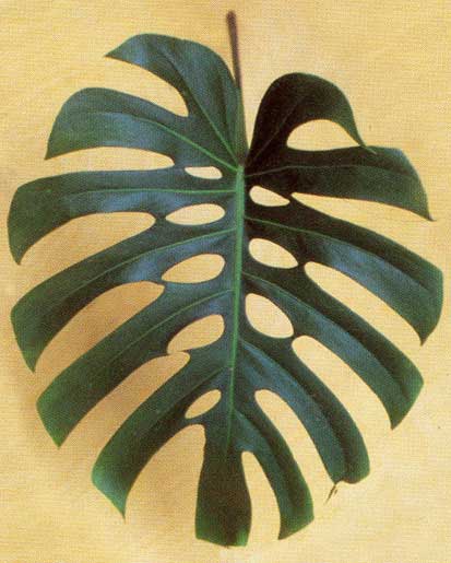 Mostera Deliciosa <br />
					Costela de Adão / Monstera Leaf <br />
  					Ano Inteiro / All Year