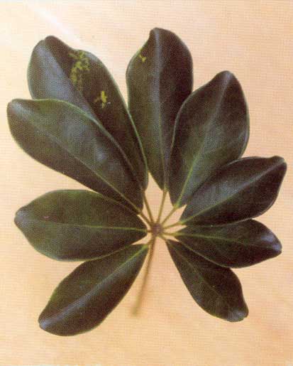 Schefflera Arboricola <br />
					Sheflera  <br />
  					Ano Inteiro / All Year