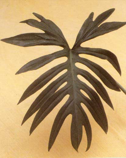 hilodendron Elegans <br />
					Filodendro / Philodentro Leaf <br />
  					Ano Inteiro / All Year