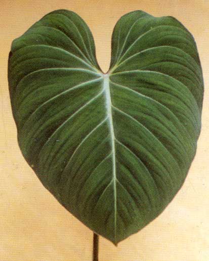 Philondedron gloriosum <br />
					Filodendro / Philodendro Leaf <br />
  					Ano Inteiro / All Year