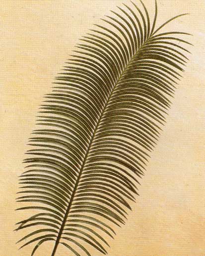 Cycas Circinalis <br />
					Cyca Sagu <br />
  					Ano Inteiro / All Year